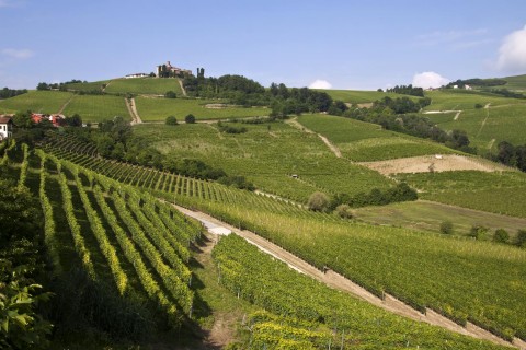 Langhe landscape