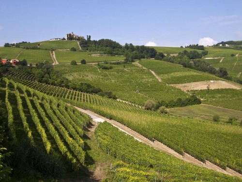 Langhe landscape