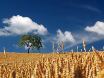 Innovazione tecnologie e agricoltura: se ne parla il 19 Giugno a Pescia