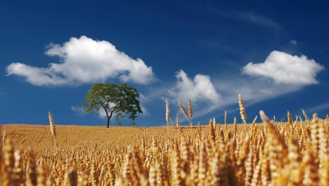 agricoltura estate